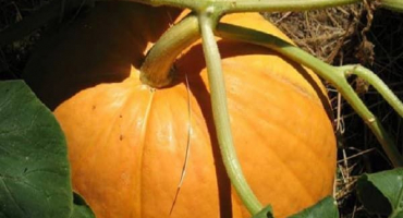 Jak zjistit zralost dýně a její zralost pro sklizeň ze zahrady